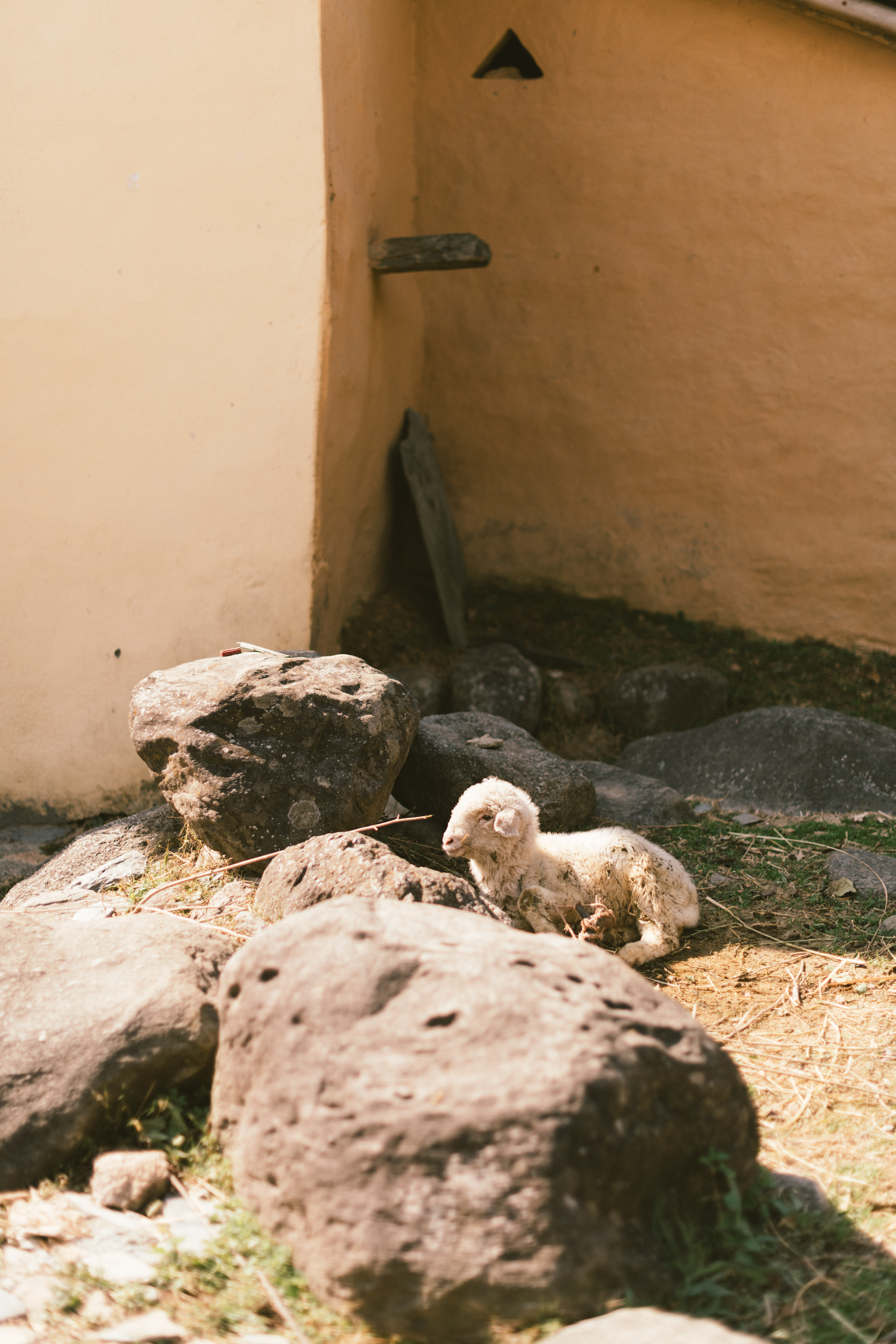 Lamb Lounging