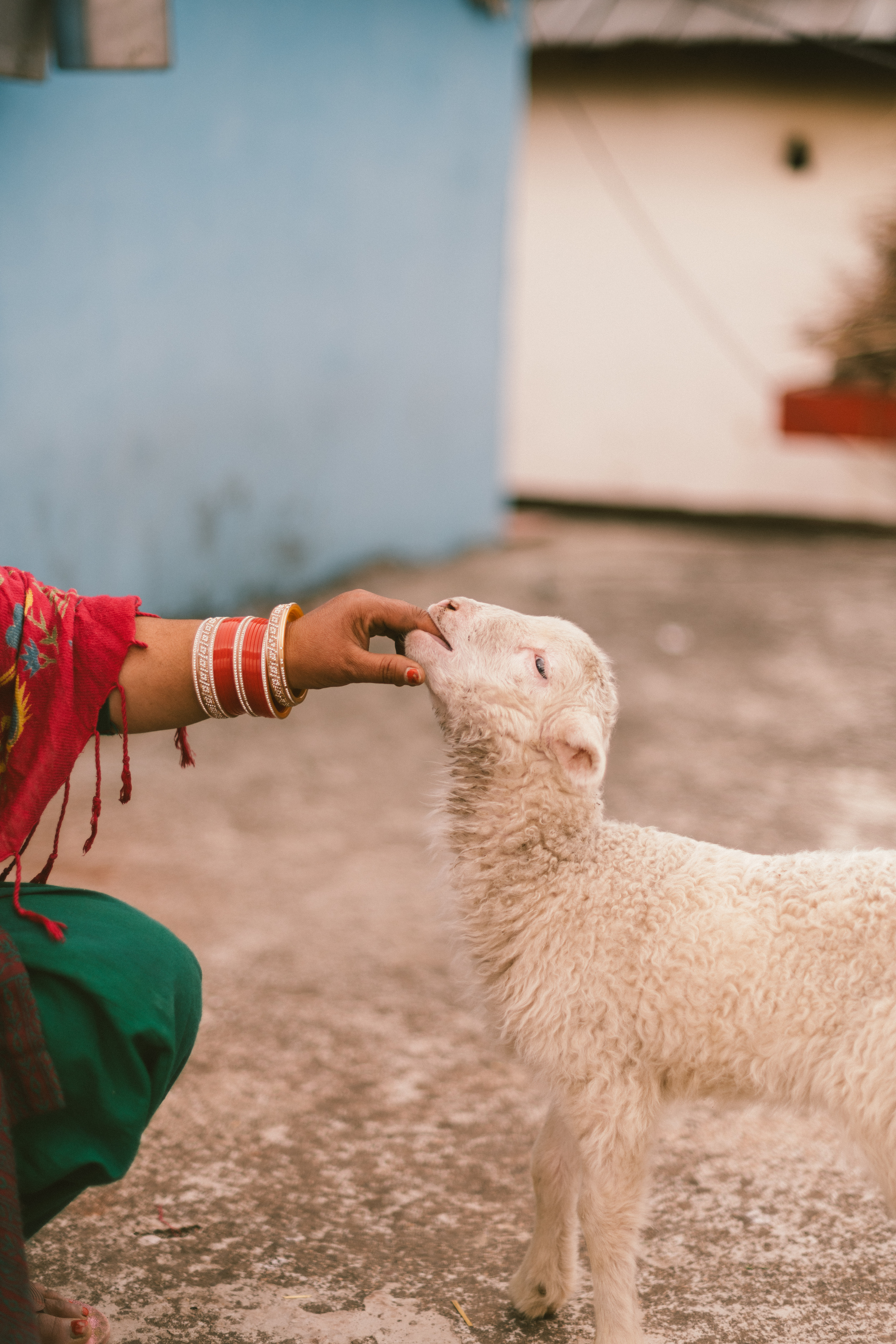 Lamb